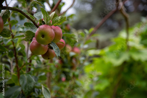 Juicy organic Braeburn apples growing on trained trestles in an English orchard. Human Being Diet, HBD