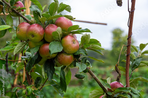 Close up of juicy organic Braeburn apples growing on trained trestles in an English orchard. Human Being Diet, HBD