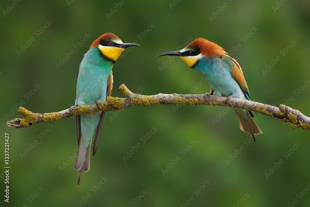 Obraz premium European bee-eaters on a branch