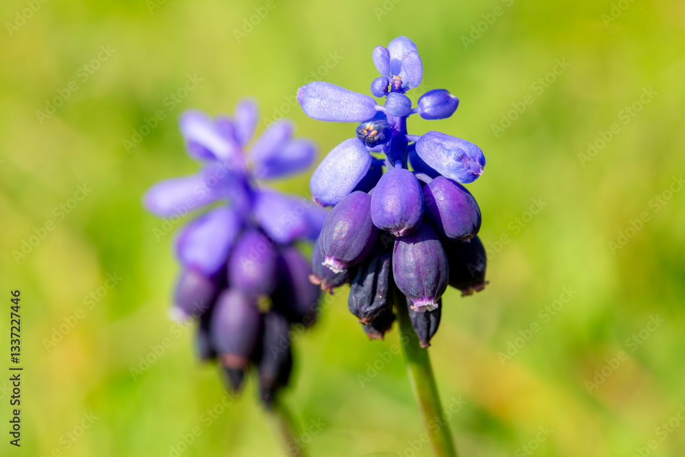 Muscari neglectum is a plant species native to Eurasia, belonging to the genus Muscari.
