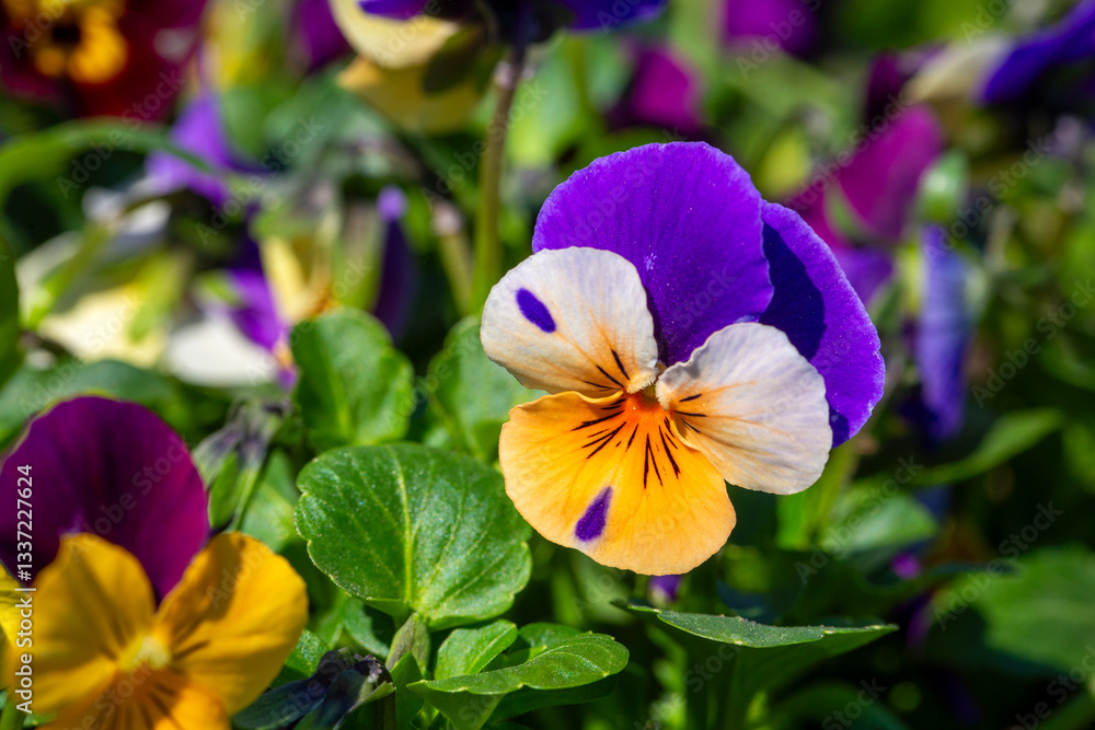 Scientific name: Viola tricolor - Family: Violaceae