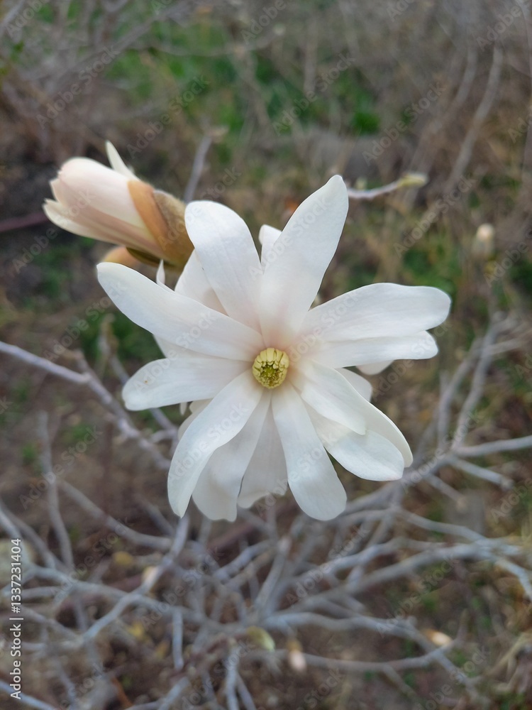 white white