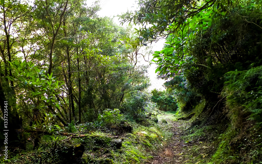 Fototapeta premium Tropical forest of Sao Miguel Island. Azores.