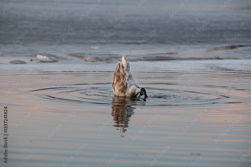 Fototapeta premium A swan is seen diving underwater, its hindquarters raised above the surface. The tranquil water reflects the colors of the sunset, creating a serene atmosphere