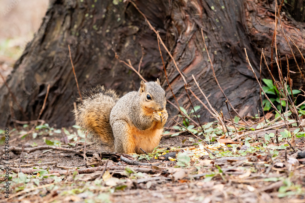 A cute Red Squirrel holding a piece of corn in its tiny hands and eating while standing next to the trunk of a large tree in a city park. A cute Red Squirrel holding a piece of corn in its tiny hands and eating while standing next to the trunk of a large tree in a city park.