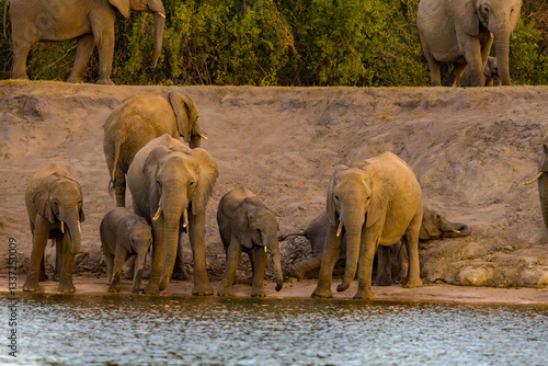 Photography elephants in Zimbabwe Africa