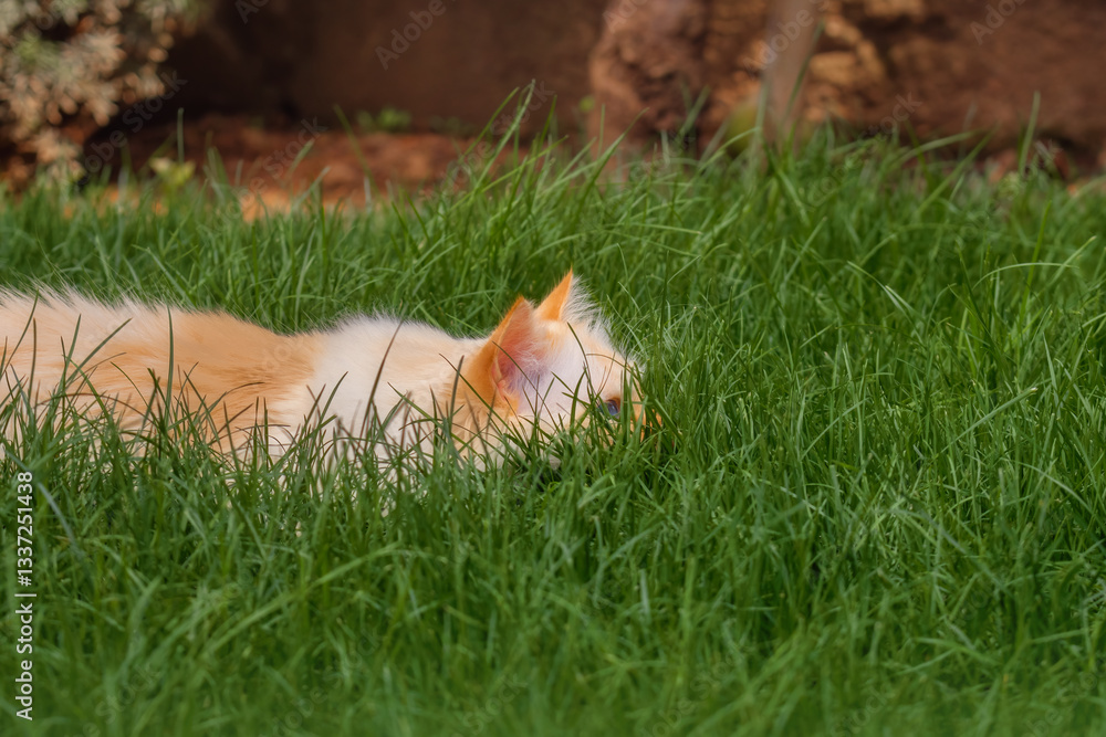 Fototapeta premium Birman cat lying flat in the long grass