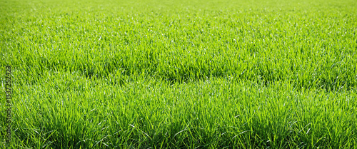 lush green grass field, a v...