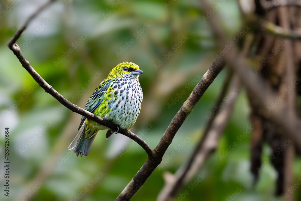 Obraz premium The speckled tanager, Ixothraupis guttata, is a medium-sized passerine bird.