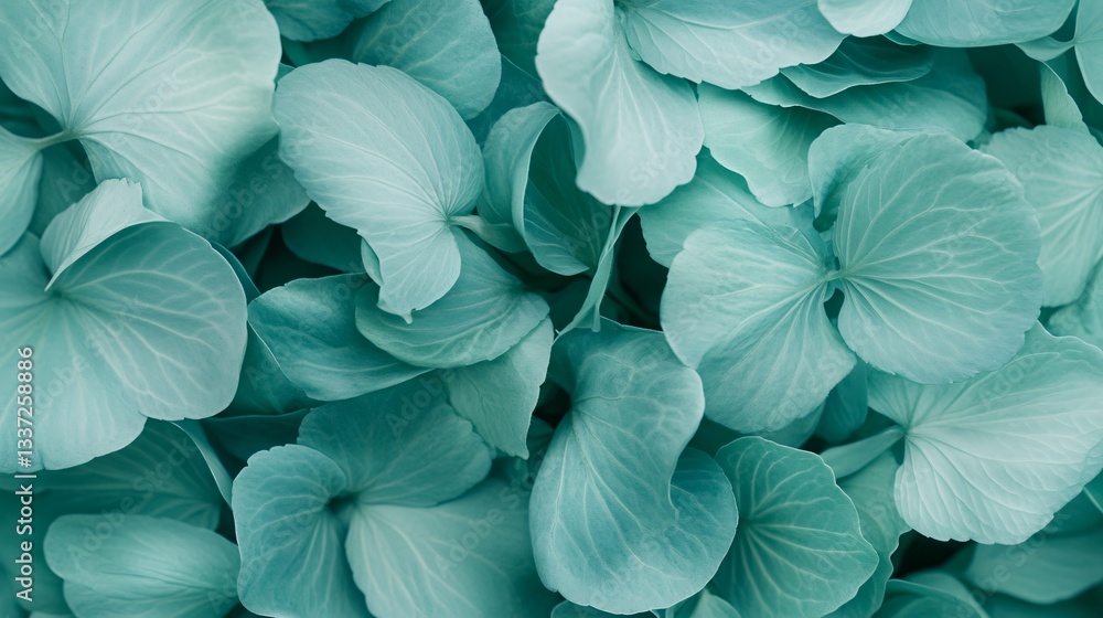 Turquoise flower petals, delicate and layered petals in varying shades, perfect for backgrounds and floral designs. Turquoise flower petals, delicate and layered petals in varying shades, perfect for backgrounds and floral designs.