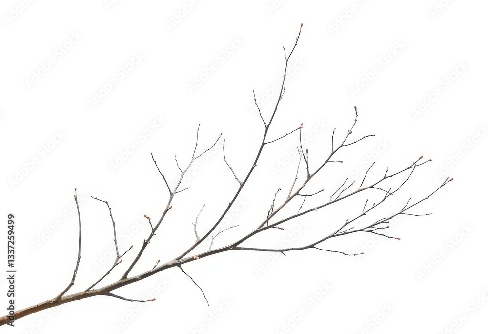 Fototapeta premium Delicate, bare branches isolated against a pure white backdrop, arbor, twig texture
