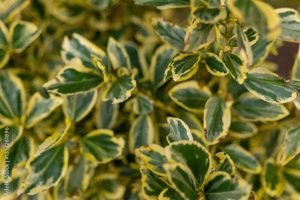 Obraz premium Green and yellow variegated leaves create a vibrant display in a well-lit indoor space during the day
