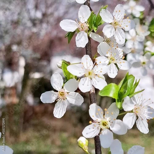 Cherry tree blossom with many white flowers in spring time 