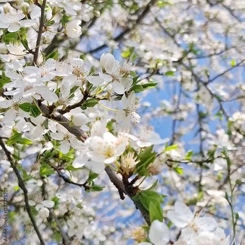 Blooming cherry blossoms many white flowers in the blue sky background 