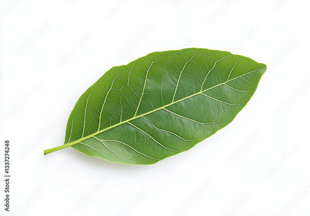 Obraz premium Isolated Green Guava Leaf on White Background – High-Resolution Flat Lay with Professional Color Grading & Sharp Focus, Winning Stock Photo for Creative Use