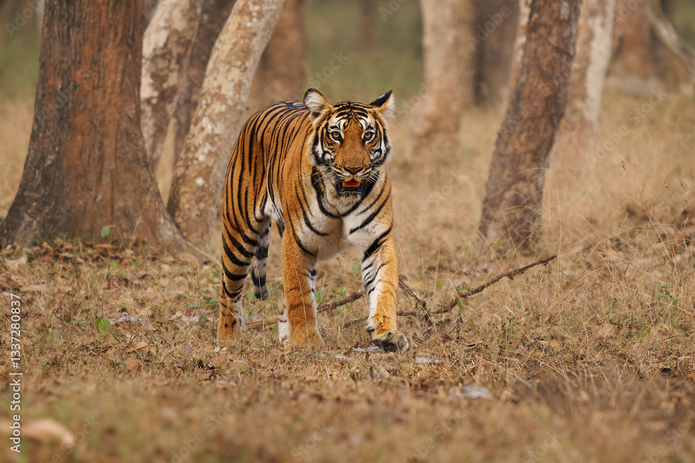 Obraz premium Bengal Tiger male - Panthera tigris tigris the biggest cat with open jaws in wild in Indian jungle in Nagarhole tiger reserve, hunting predator in the green jungle, face to face view
