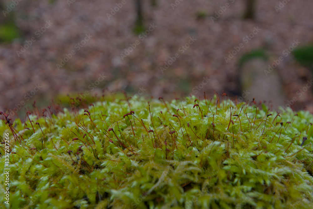Close-up shots of lush green moss, highlighting its intricate textures and vibrant hues—a perfect capture of nature's delicate and timeless beauty. Close-up shots of lush green moss, highlighting its intricate textures and vibrant hues—a perfect capture of nature's delicate and timeless beauty.