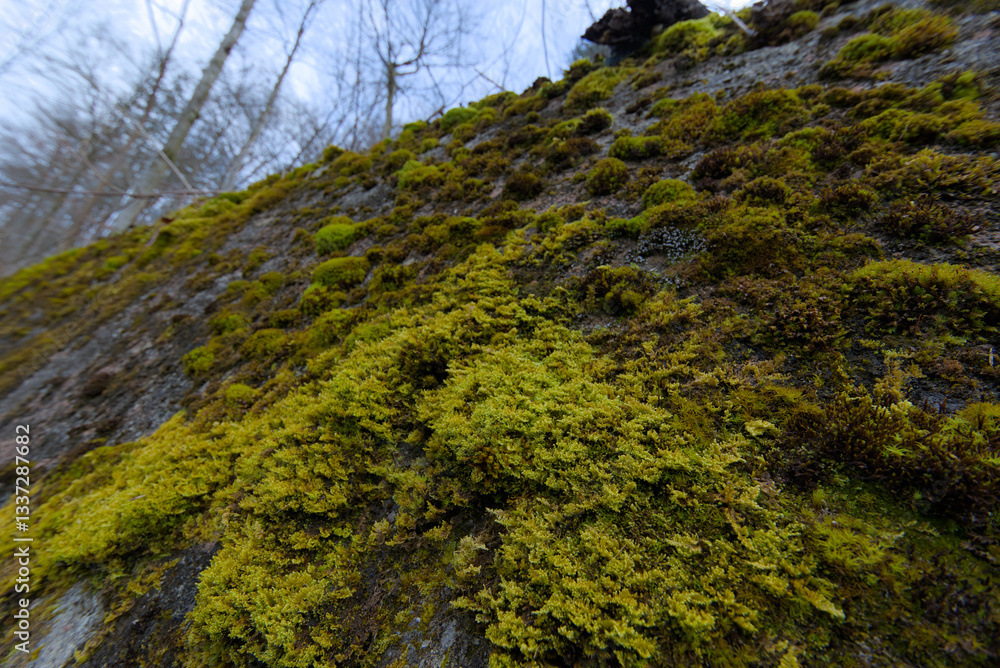 Close-up shots of lush green moss, highlighting its intricate textures and vibrant hues—a perfect capture of nature's delicate and timeless beauty. Close-up shots of lush green moss, highlighting its intricate textures and vibrant hues—a perfect capture of nature's delicate and timeless beauty.