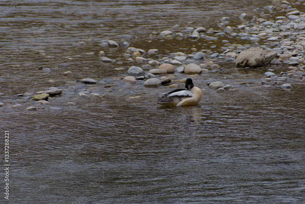 Fototapeta premium A male merganser preens gracefully in the Aare River, its sleek plumage glistening in the water—a serene moment of self-care, elegance, and natural beauty.
