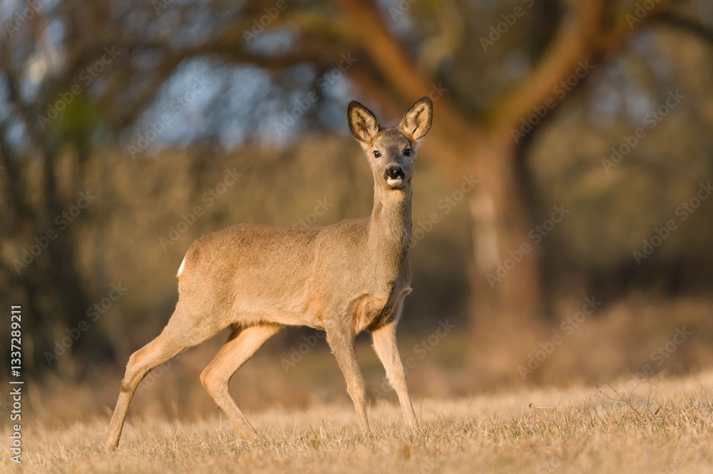 Capreolus capreolus european roe deer female on a field. Close-up portrait. Eye to eye contact. Capreolus capreolus european roe deer female on a field. Close-up portrait. Eye to eye contact.