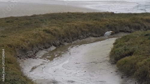 Great Blue Heron walks in the sand