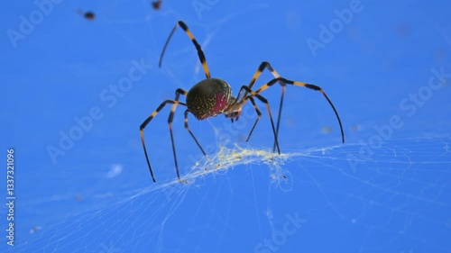 Colorful arachnid weaving intricate silk web against vibrant blue background, showcasing delicate thread spinning process with precise leg movements