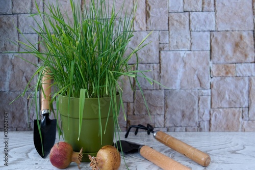 green plants, gardening tools and tools on a gray concrete background. copy space