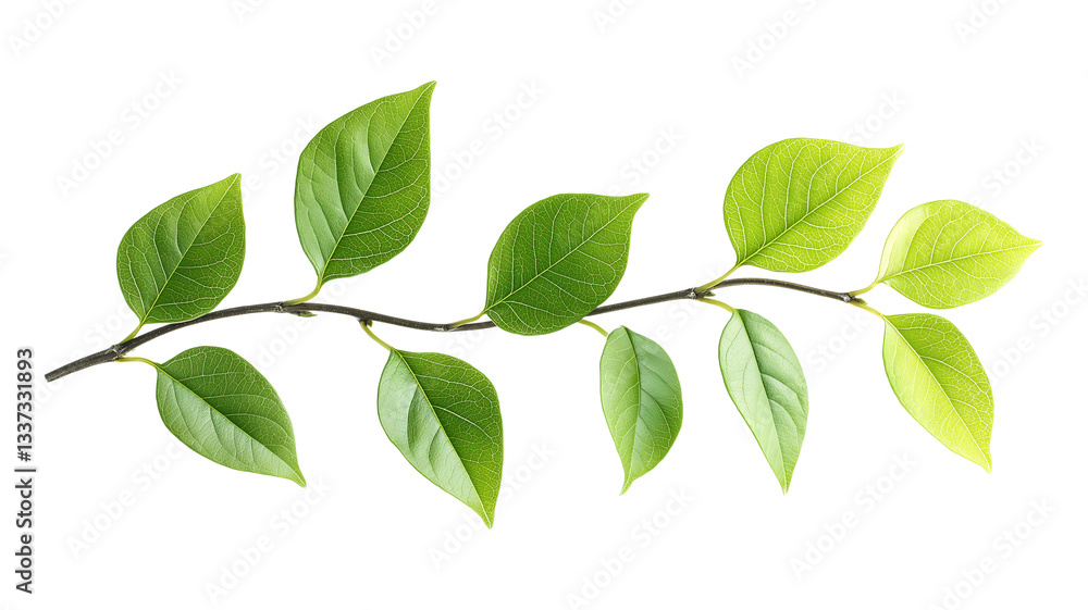 A leafy green branch with a few spots on it. The branch is long and slender, and the leaves are full and vibrant A leafy green branch with a few spots on it. The branch is long and slender, and the leaves are full and vibrant