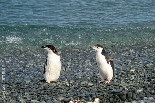 Two cute penguins at the coast, with their feet in the water