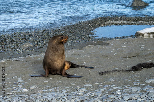 Seal waiting at the coastline