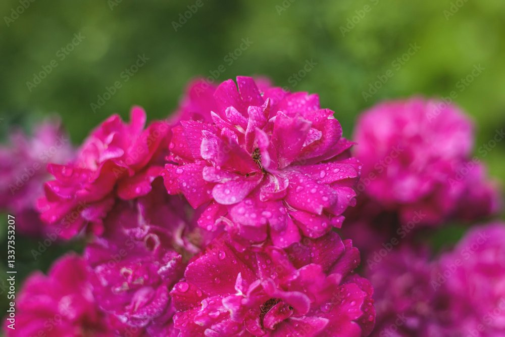 Close up of pink roses blooming in garden after rain Close up of pink roses blooming in garden after rain