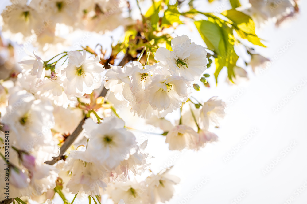White cherry tree flowers blooming in spring