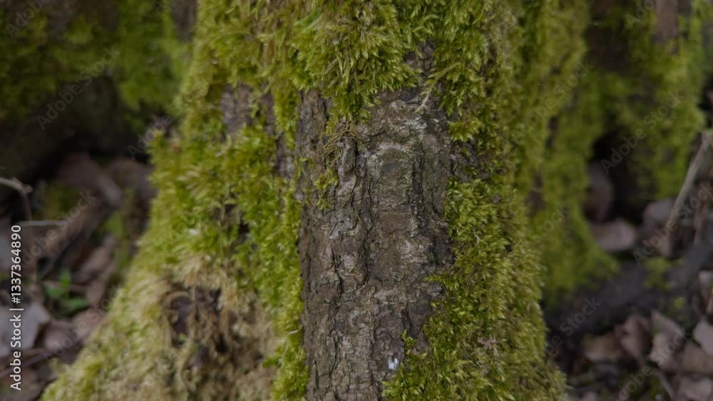 This closeup photograph captures the vibrant green moss growing beautifully on tree bark within a natural setting This closeup photograph captures the vibrant green moss growing beautifully on tree bark within a natural setting