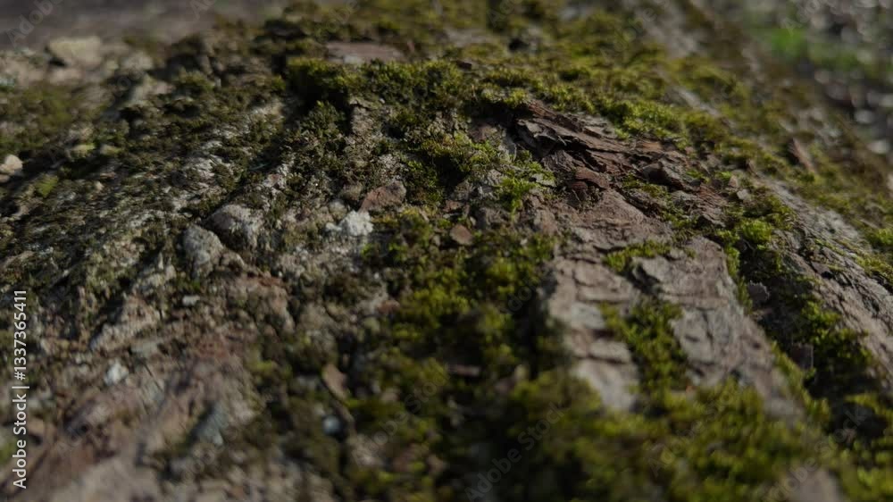 A closeup photo reveals the intricate texture of tree bark embellished with vibrant green moss in its habitat A closeup photo reveals the intricate texture of tree bark embellished with vibrant green moss in its habitat