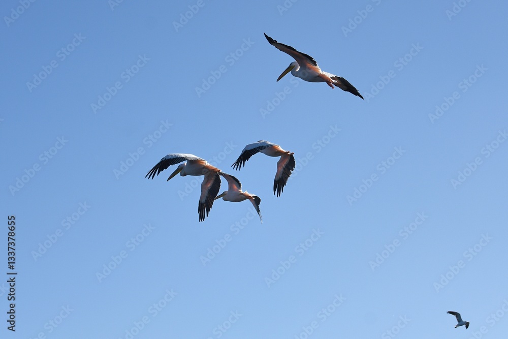 Obraz premium Fliegende Pelikane (pelecanus onocrotalus) in Walvisbay)