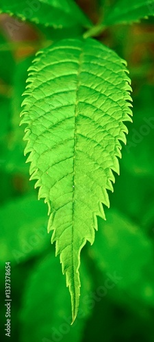 leaf of fern