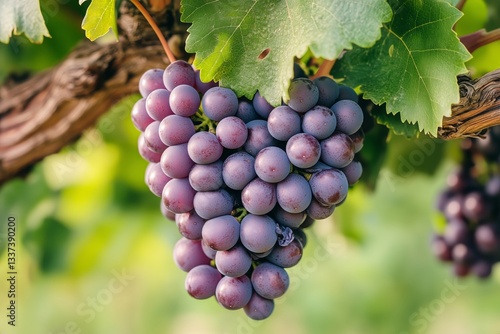 Freshly Harvested Purple Grapes Hanging in a Vineyard During Sunny Days of La...