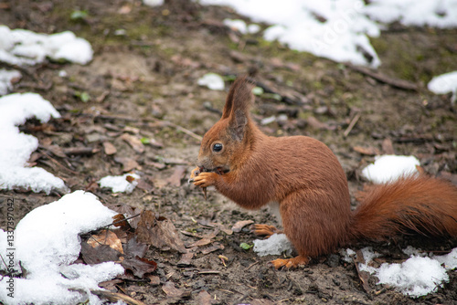 squirrel on a tree