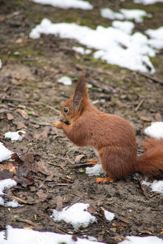 squirrel on a tree