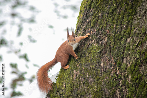 squirrel on a tree