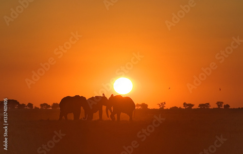 Photography Herd of elephants at sunset in Chobe,  Botswana
