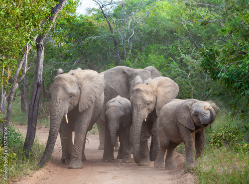 Approaching elephant heard on road in Africa