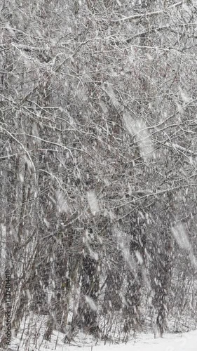 The heavy snowfall in a wild park, winter fairy tale in the forest, snow-covered tree branches, large flakes of snow are slowly falling, nobody, snow storm, blizzard