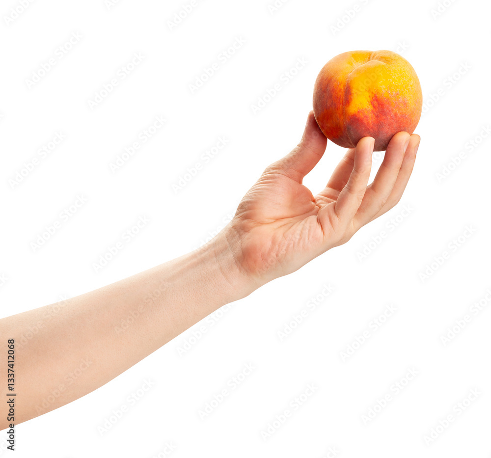 peach in hand path isolated on white peach in hand path isolated on white