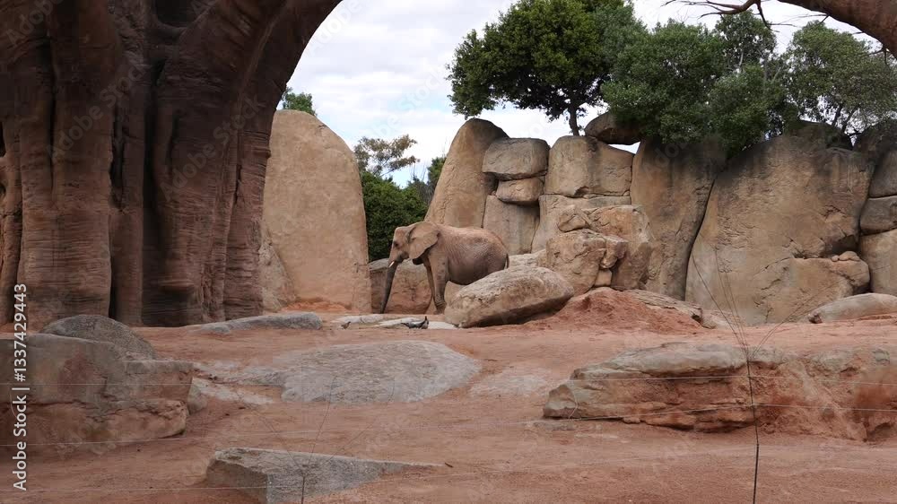 Video of an African elephant standing in a rocky, natural habitat. Ideal for wildlife documentaries, conservation projects, and nature-themed content. Video of an African elephant standing in a rocky, natural habitat. Ideal for wildlife documentaries, conservation projects, and nature-themed content.