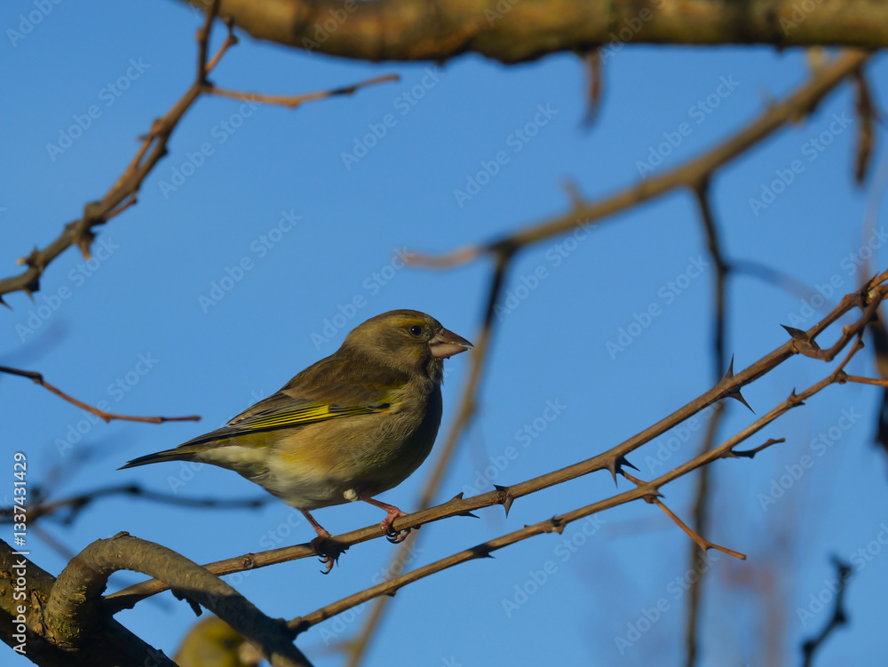 Obraz premium Chloris chloris