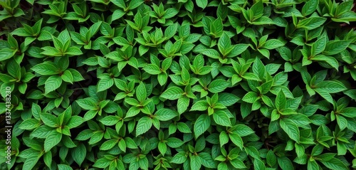 Wallpaper Mural Dense green hedge leaves, natural texture background,  garden background, greenery Torontodigital.ca