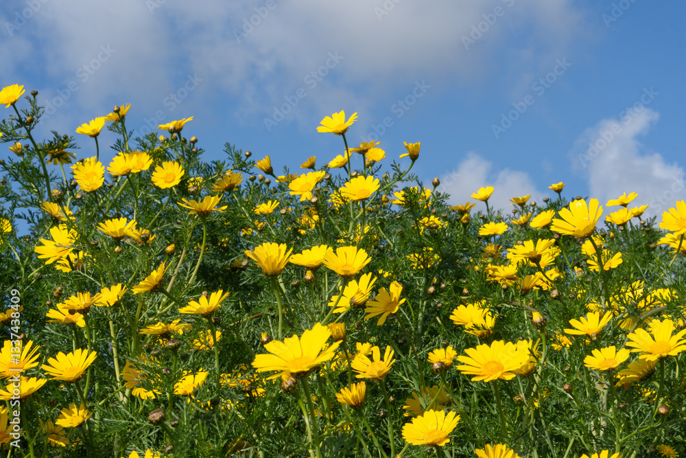 Fototapeta premium Yellow daisies on a field with a blue sky background