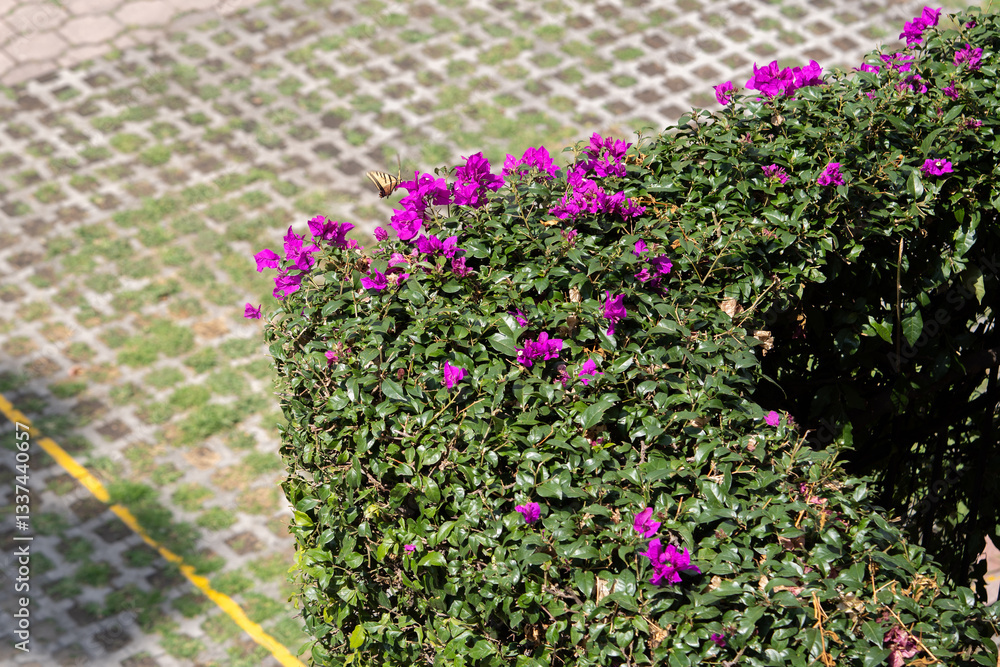 Fototapeta premium bugambilia enredadera sobre estructura