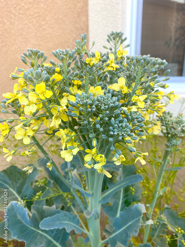 Broccoli Plant in Bloom